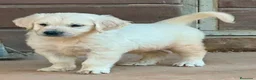 Golden Retriever perros en venta: Golden retriever  - Anuncio 14