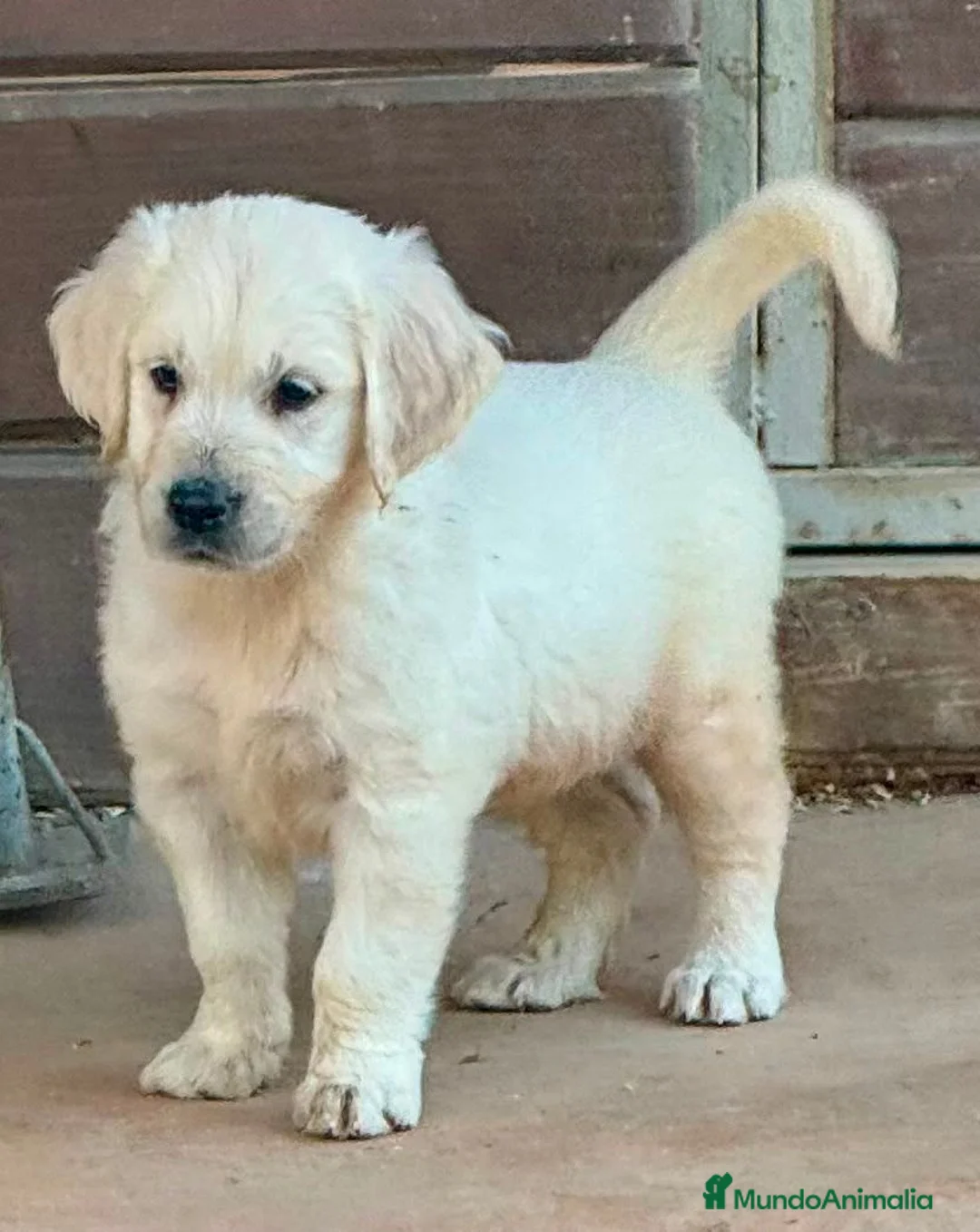 Golden Retriever perros en venta: Golden retriever  - Anuncio 14