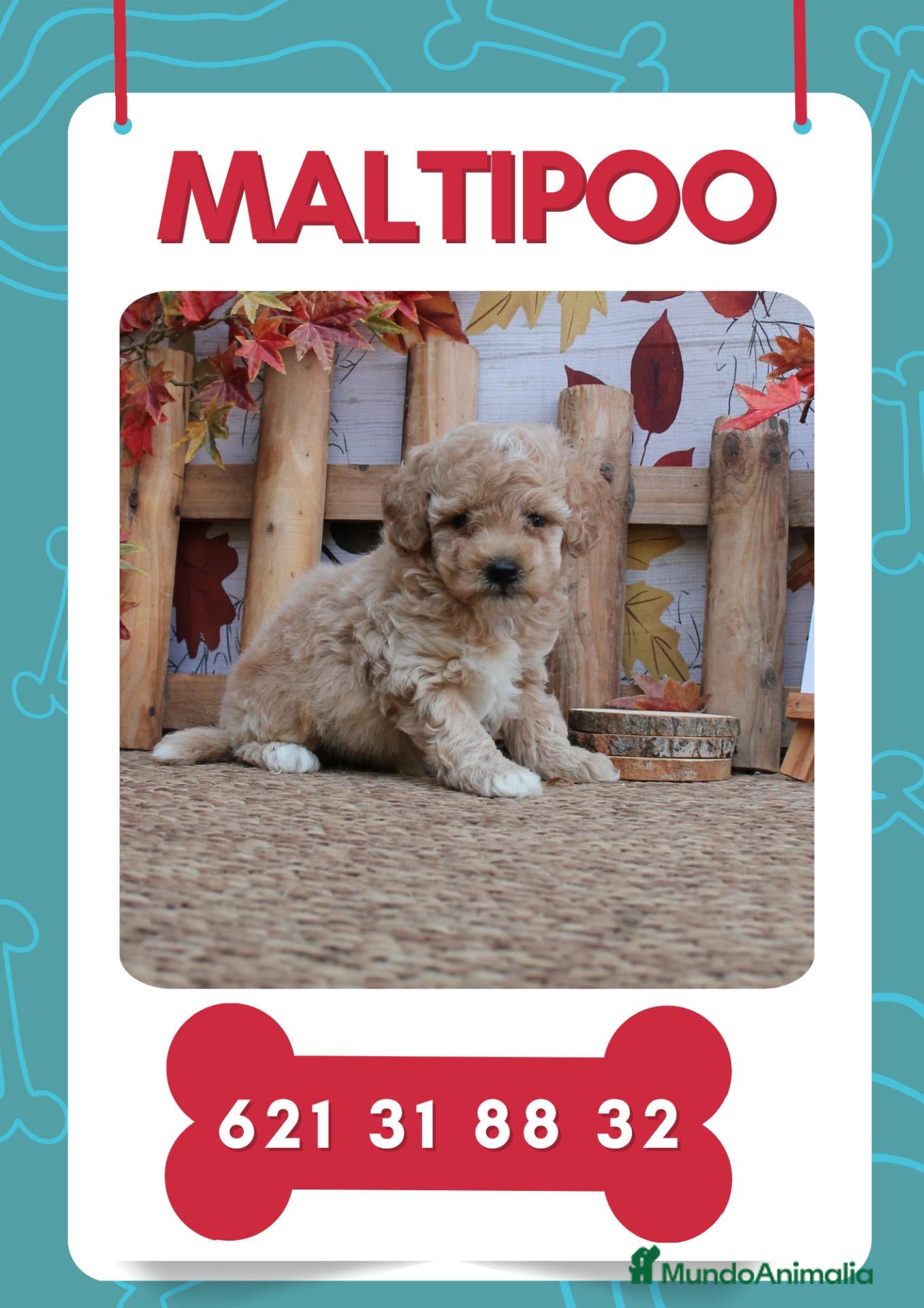 Maltipoo perros en venta: Preciosos maltipoo enano  - Anuncio 3