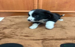 Border Collie perros en venta: Border collie - Imagen 6