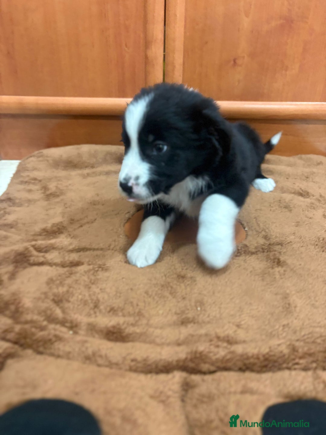 Border Collie perros en venta: Border collie - Imagen 6