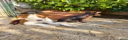 Border Collie perros en venta: Border Collie macho bicolor chocolate  - Anuncio 1