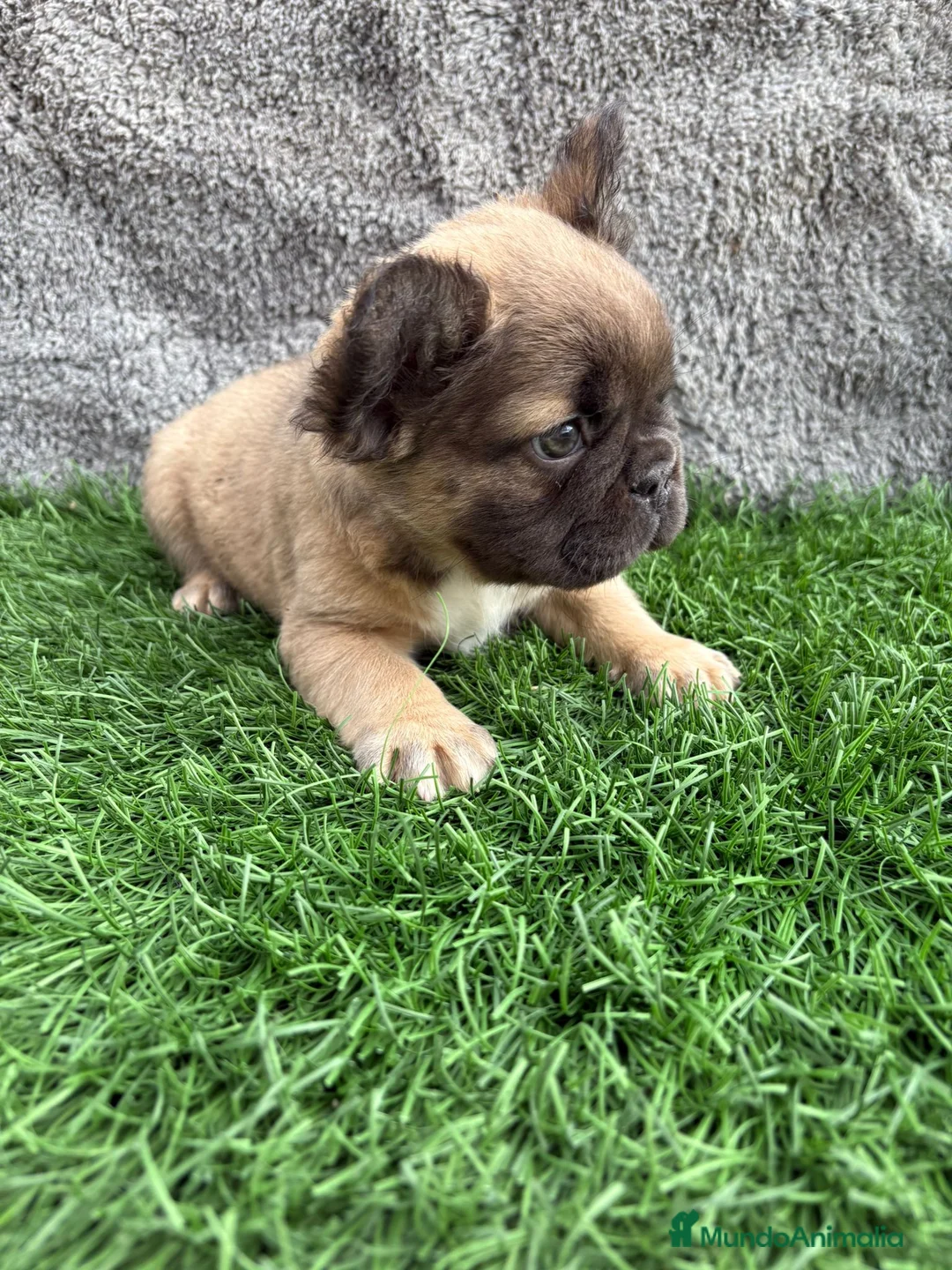 Bulldog Francés perros en venta: Bulldog frances hembra Fluffy lilac - Anuncio 8