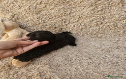 Caniche Toy perros en venta: ⚜️ caniche toy y enano 50 %asiatico ⚜️ - Imagen 10