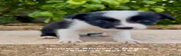 Border Collie perros en venta: BORDER COLLIE DE VILLA BIZNAGA - Anuncio 20