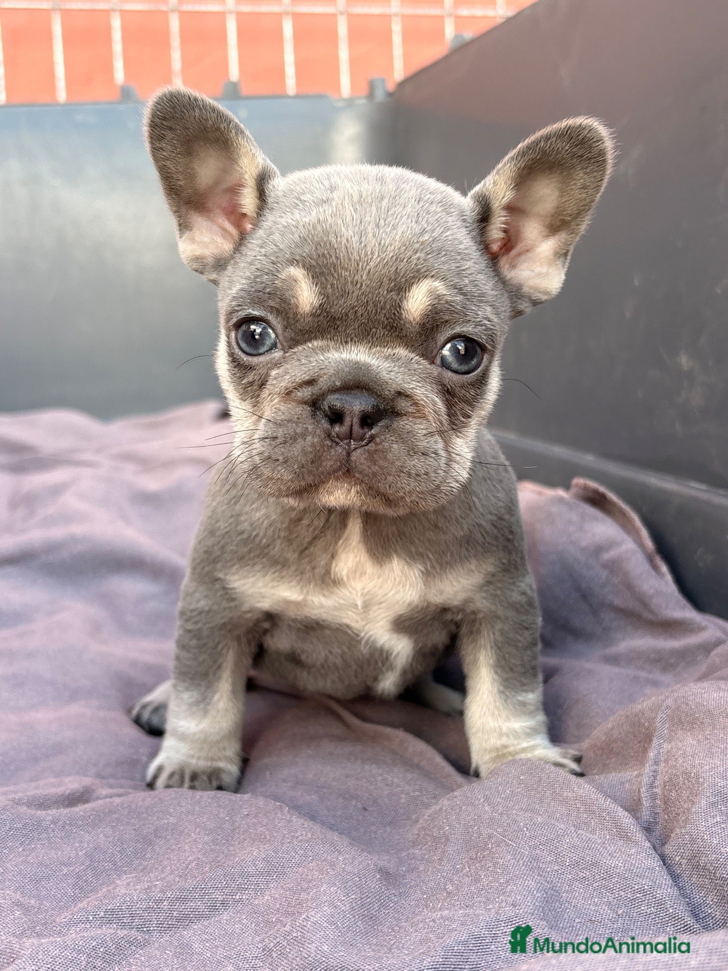 Bulldog Francés perros Bulldog francés exótico  - Anuncio 1