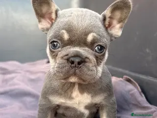 Bulldog Francés perros Bulldog francés exótico - Anuncio 1