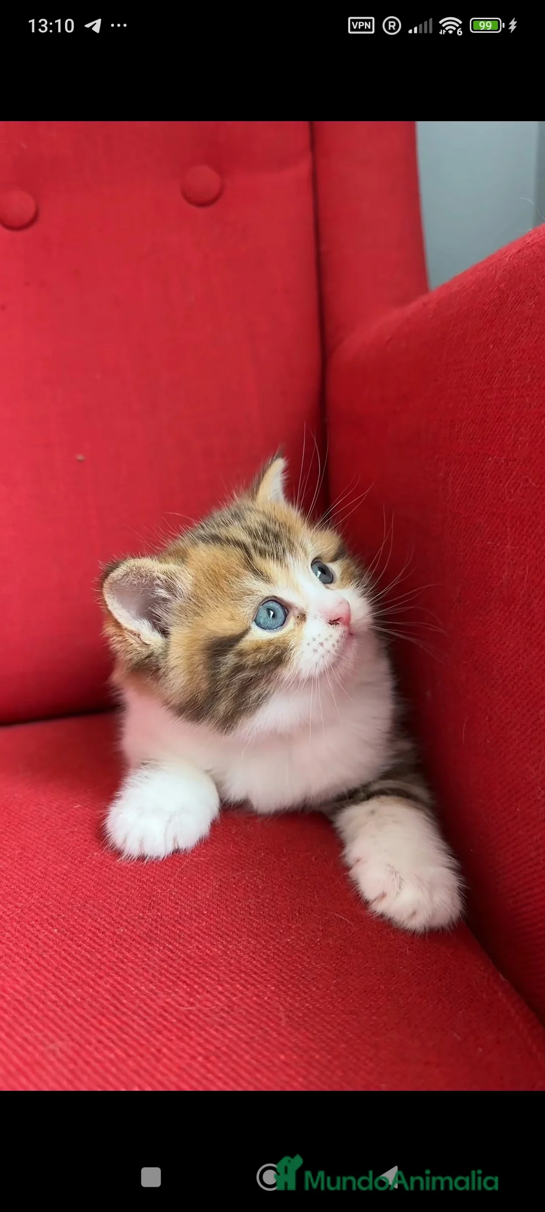 Británico de Pelo Corto gatos en venta: Británico gatitos - Anuncio 2