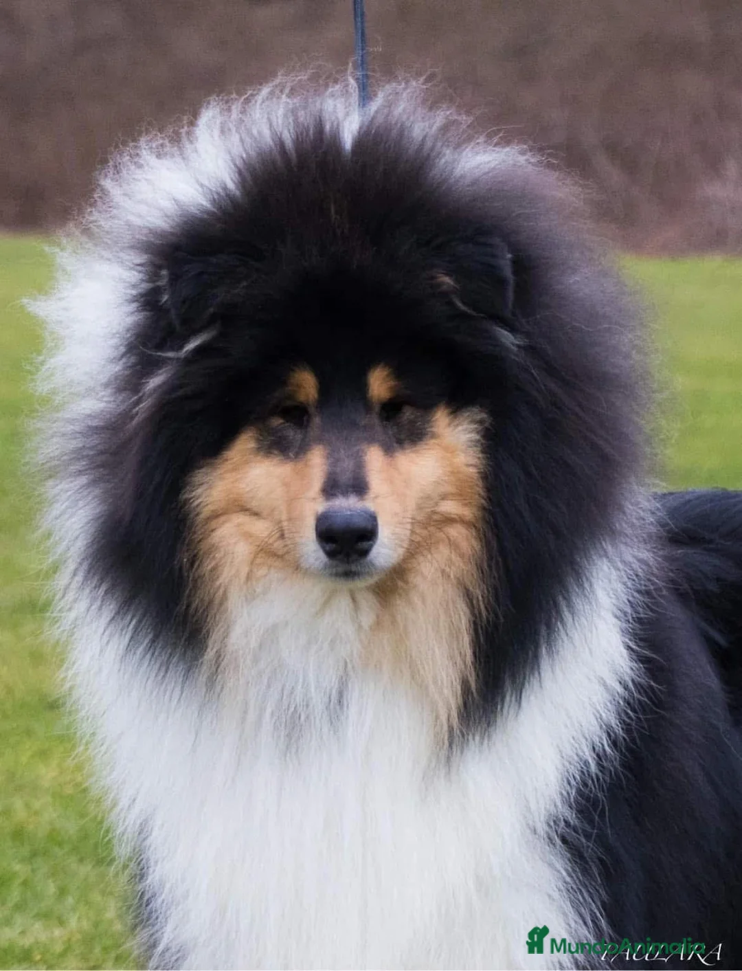 Collie de Pelo Largo perros en venta: Rough collie  - Anuncio 6