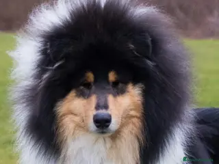 Collie de Pelo Largo perros Rough collie - Anuncio 2