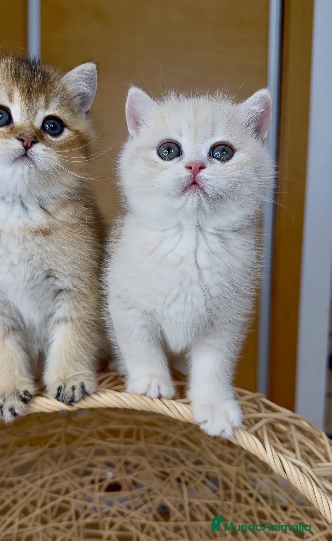 Británico de Pelo Corto gatos en venta: ✨ Últimos dos hermanitos disponibles ✨ - Anuncio 9