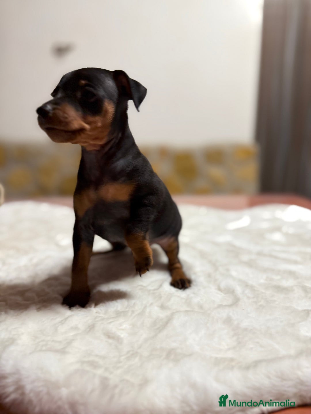 Pinscher Miniatura perros en venta: Mini Pincher macho - Imagen 3