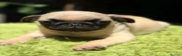 Carlino - Pug perros en venta: CARLINO BEACH - Anuncio 3