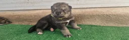 Perro Lobo Checoslovaco perros en venta: Perro lobo/wolfdog  - Anuncio 3