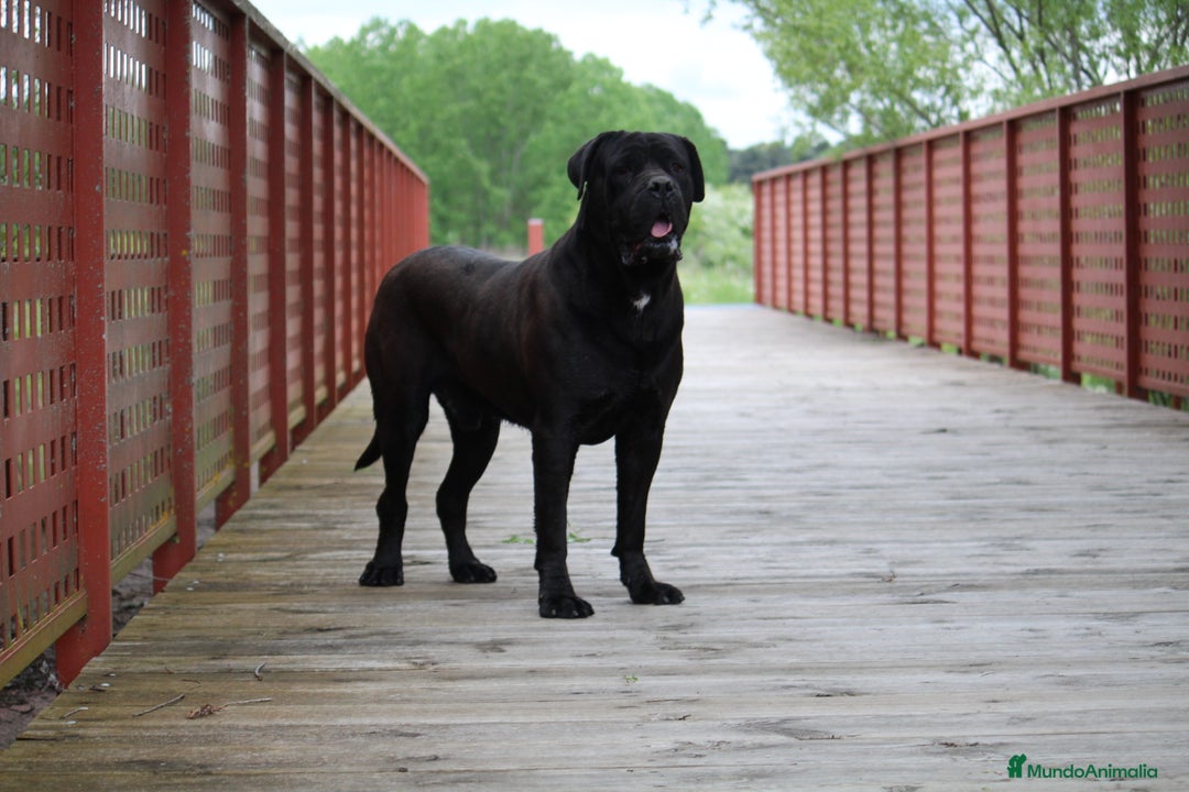 Cane Corso perros en venta: Cachorros Cane Corso disponibles en Segovia  - Imagen 2