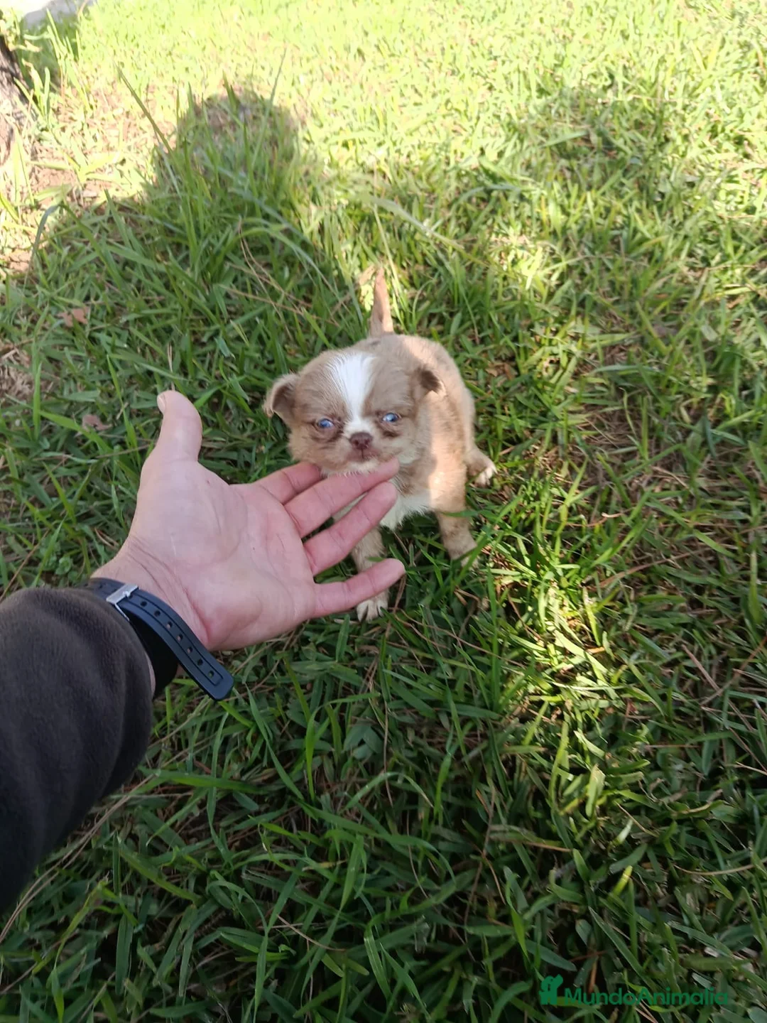 Chihuahua perros en venta: Chihuhua pelo largo - Anuncio 2