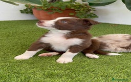 Border Collie perros en venta: BORDER COLLIE HEMBRA  - Imagen 16