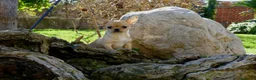 Chihuahua perros en venta: Cachorros de Chihuahua disponibles - Anuncio 4