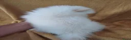 Pomerania perros en venta: Pomerania Mini  - Anuncio 4