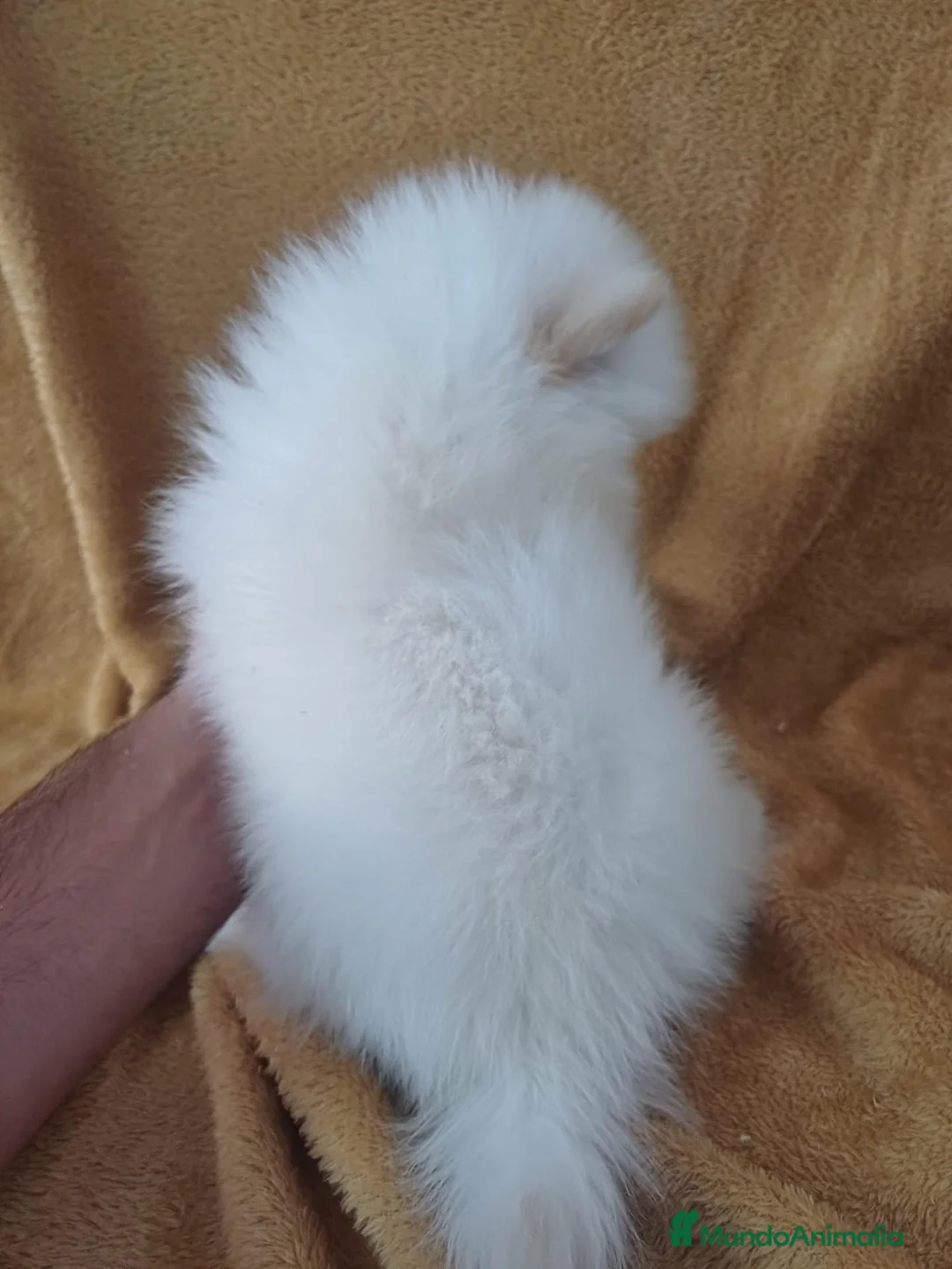 Pomerania perros en venta: Pomerania Mini  - Anuncio 4