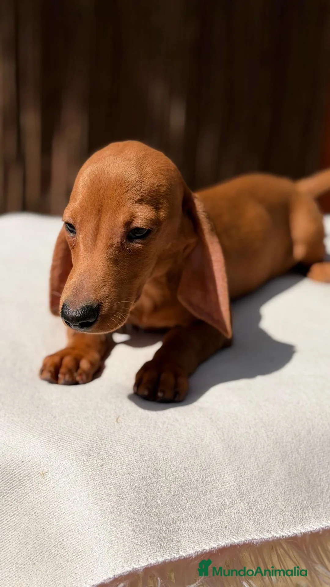 Teckel Miniatura perros en venta: TECKEL KANICHEN CHOCOLATE - Anuncio 5