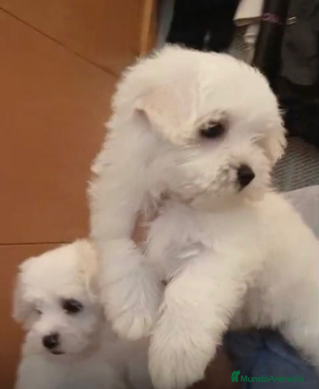 Bichón Maltés perros en venta: Bichon maltés  - Imagen 4