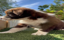 Border Collie perros en venta: BORDER COLLIE MACHO CHOCOLATE - Imagen 20
