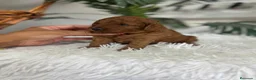 Caniche Toy perros en venta: CANICHE TOY HEMBRAS 🎀 - Anuncio 2