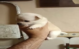 Chihuahua perros en venta: 2 chihuahuas toy - Imagen 6