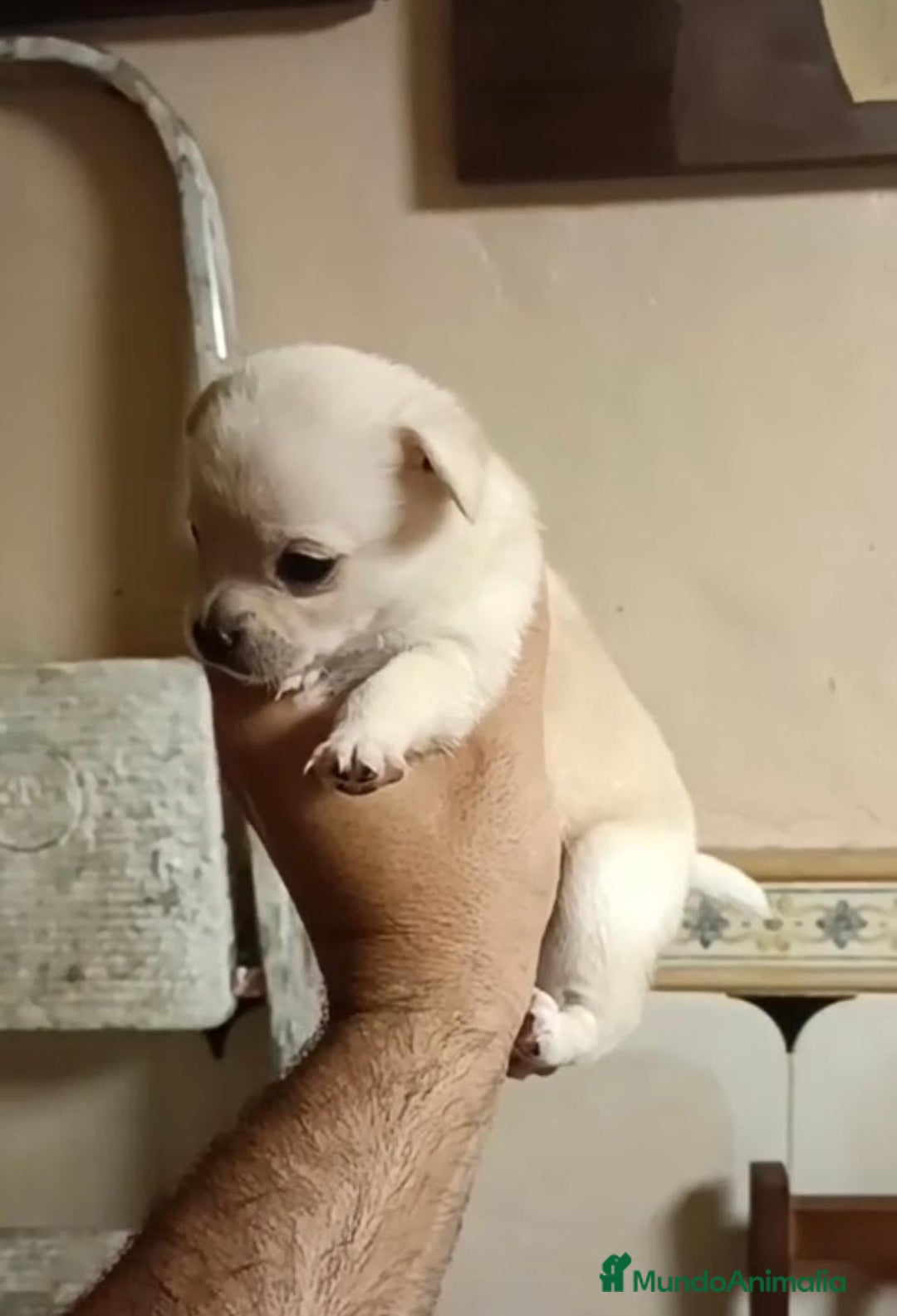 Chihuahua perros en venta: 2 chihuahuas toy - Imagen 6
