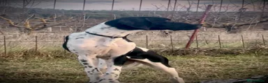 Pointer cachorro 2