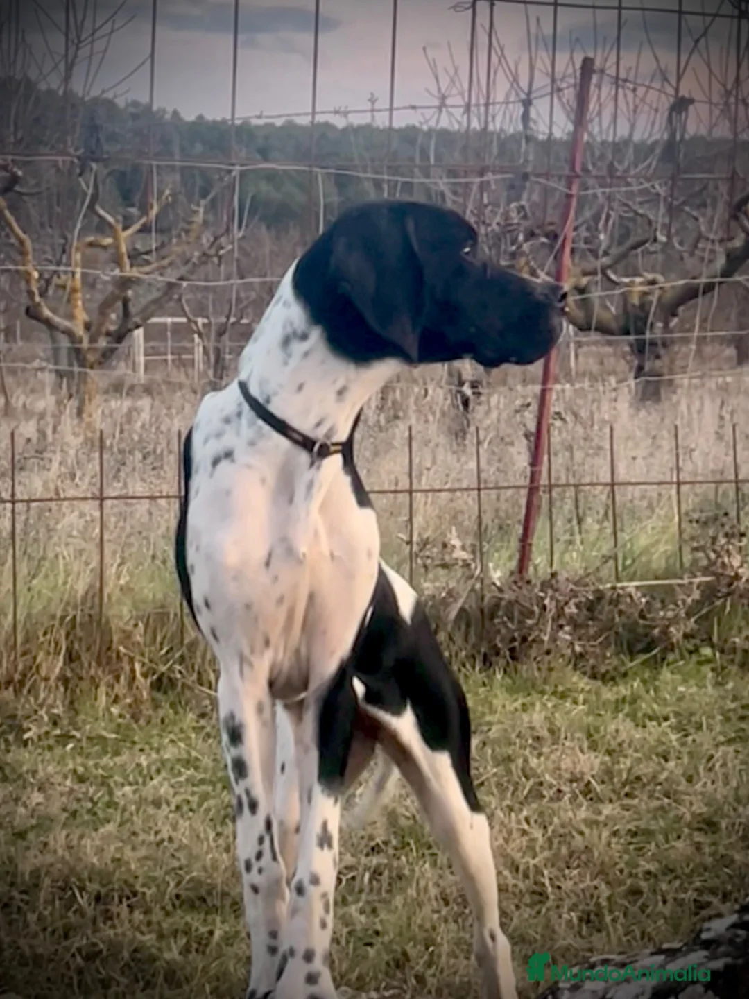 Pointer perros en venta: Benidorm Caraby pointer inglés  - Anuncio 27