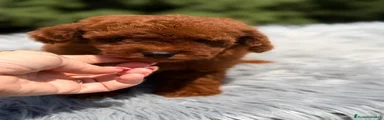 Caniche Toy Cachorro 2