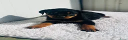 Rottweiler perros en venta: Rottweiler De calidad  - Anuncio 2
