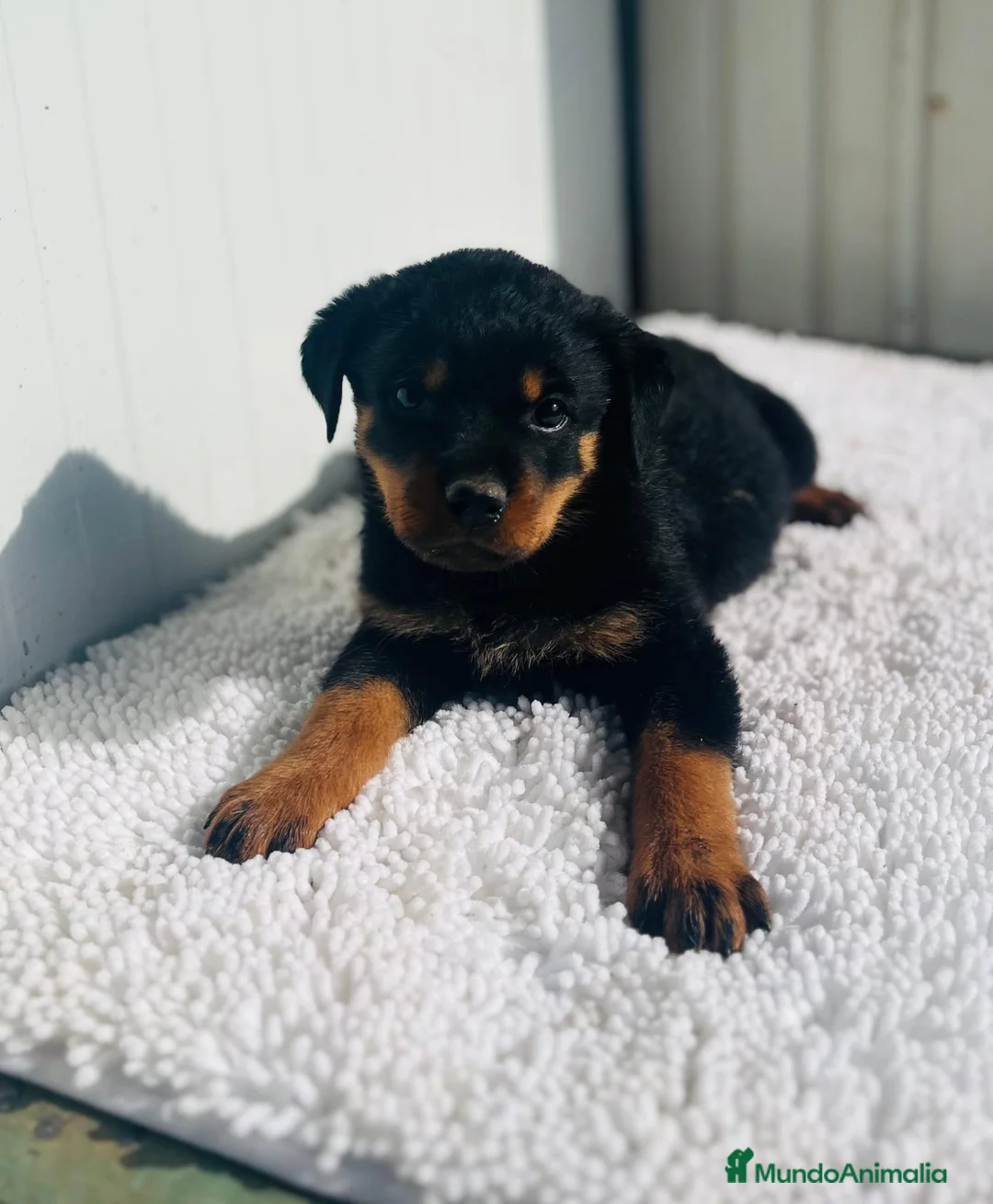 Rottweiler perros en venta: Rottweiler De calidad  - Anuncio 2