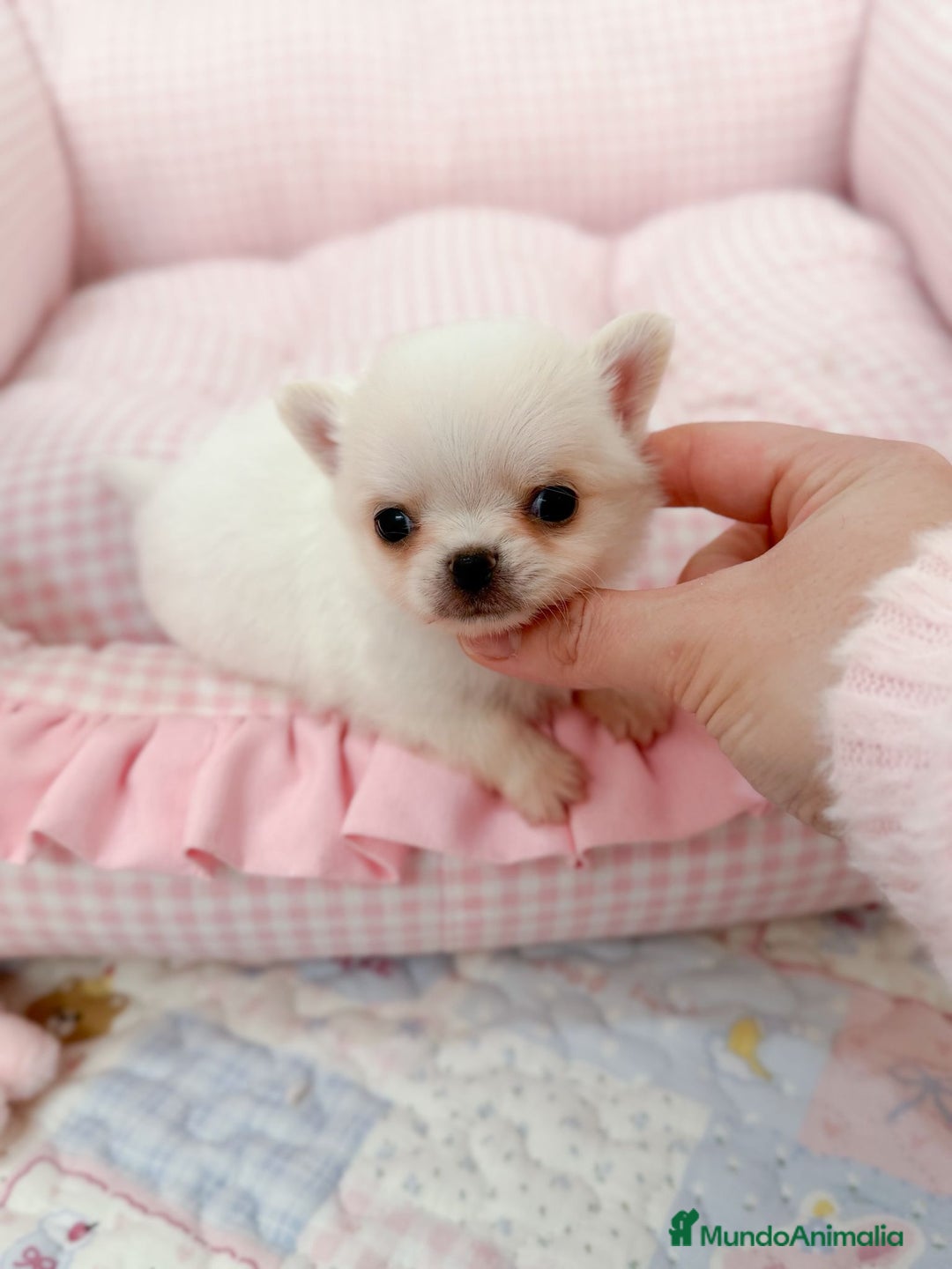 Chihuahua perros en venta: Chihuahua  - Anuncio 1