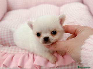 Chihuahua perros Chihuahua - Anuncio 9