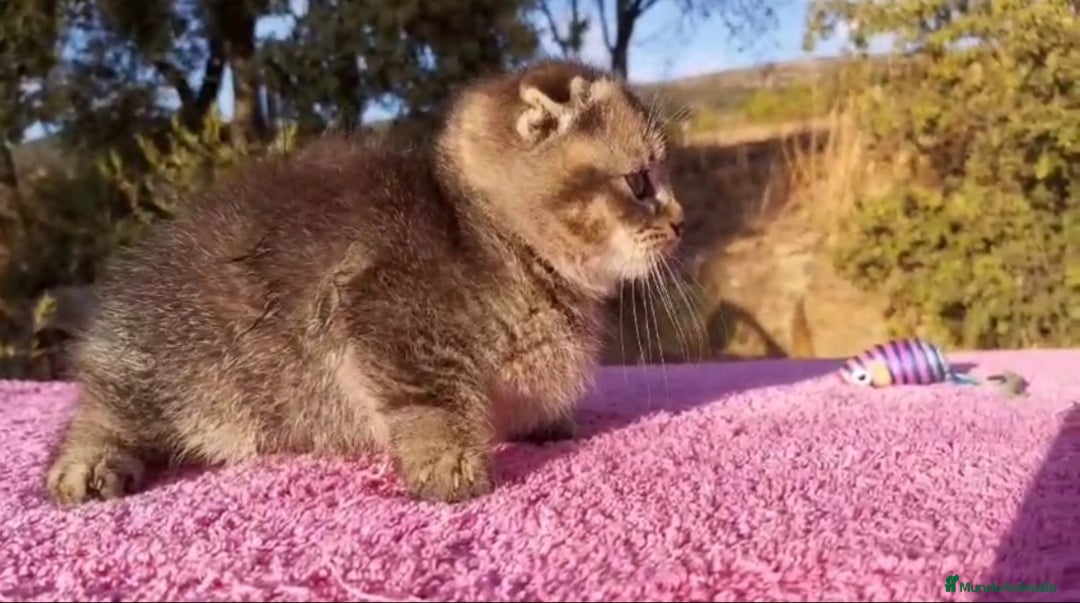Scottish Fold gatos en venta: Scottish fold machito ojos verdes chinchilla  - Imagen 2