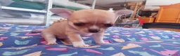 Chihuahua perros en venta: Camada Flapi Chihuahua  - Anuncio 6