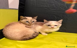 Snowshoe gatos en venta: Gatitas Hembritas Snowshou - Imagen 1