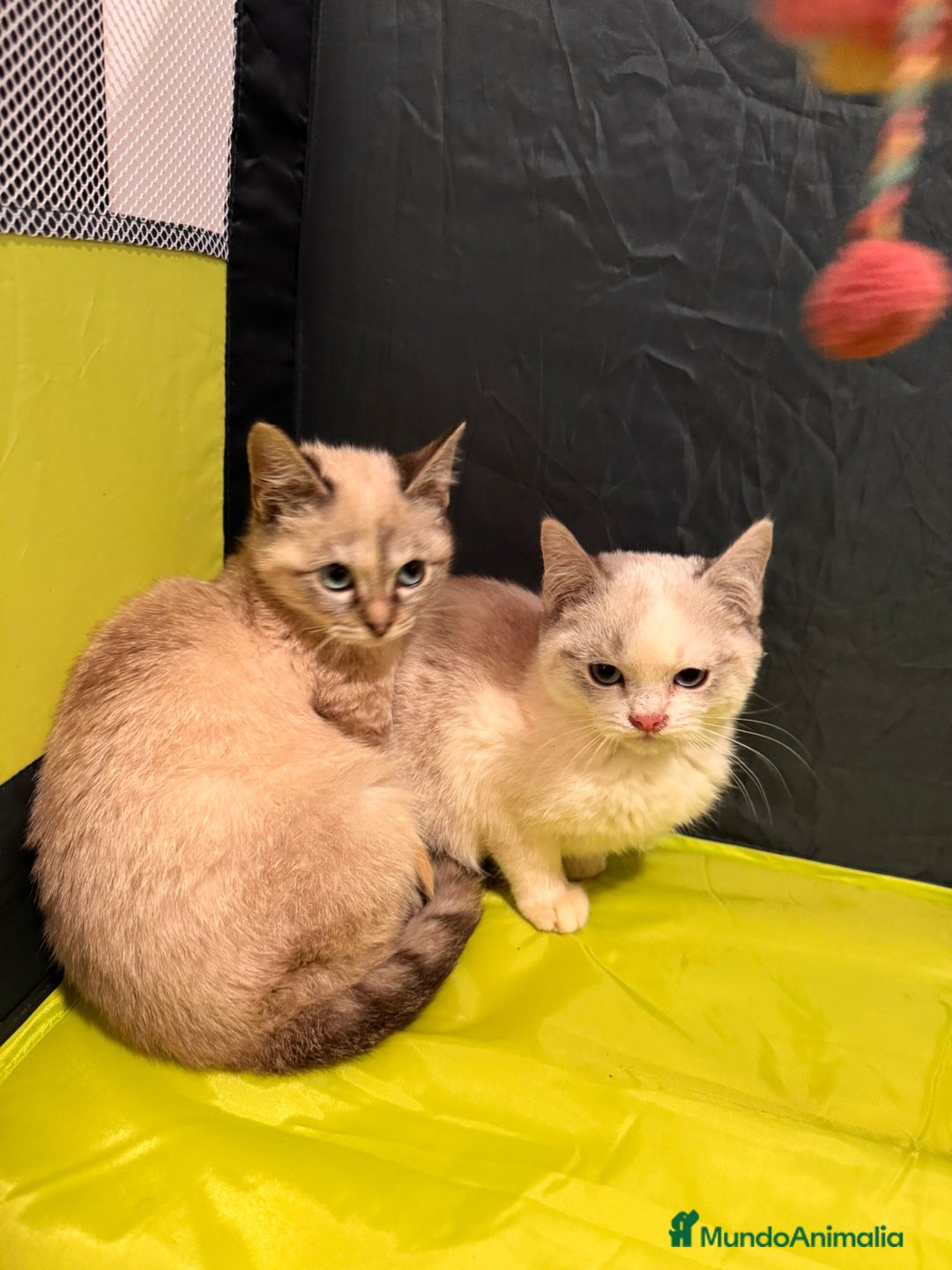 Snowshoe gatos en venta: Gatitas Hembritas Snowshou - Imagen 1