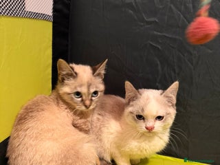 Snowshoe gatos - Anuncio 1