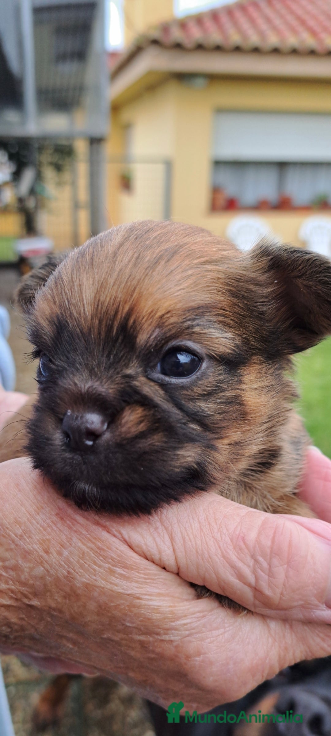 Raza Mixta perros en venta: Chiffon - Anuncio 3