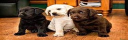 Labrador Retriever perros en venta: labrador chocolate  - Anuncio 1