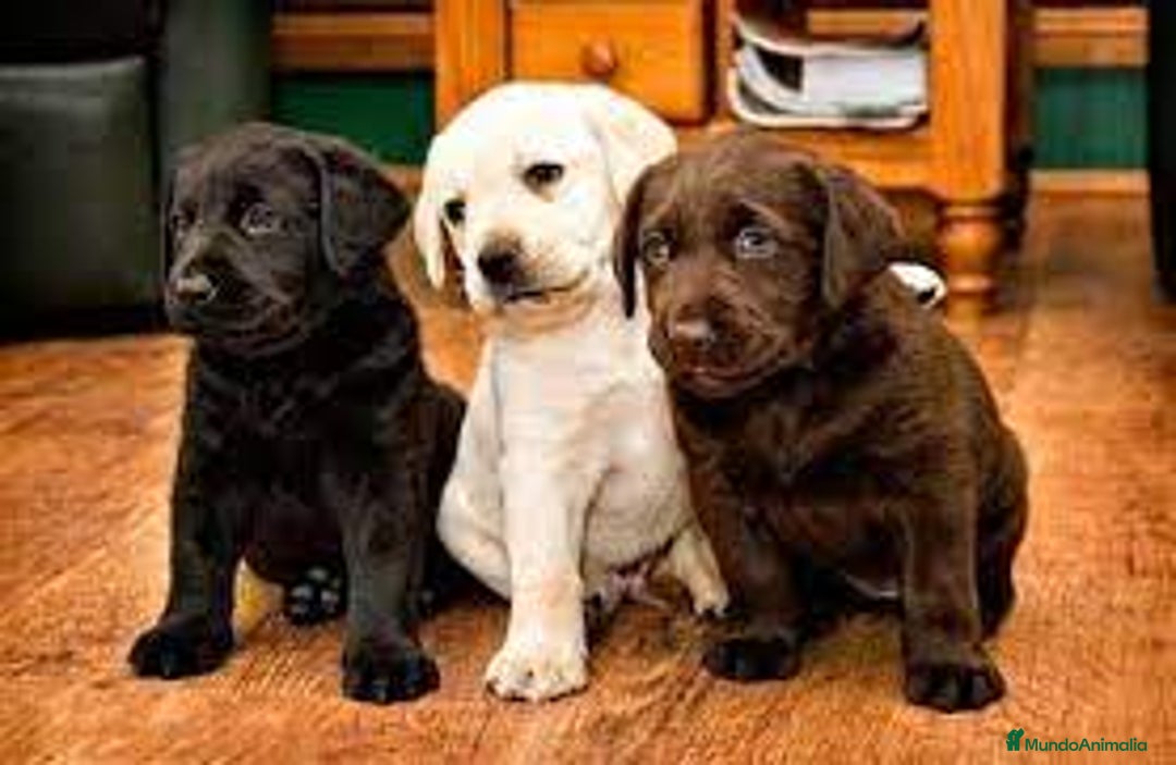 Labrador Retriever perros en venta: labrador chocolate  - Anuncio 1