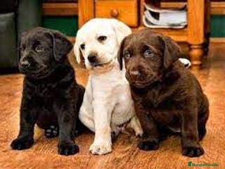 Labrador Retriever perros labrador chocolate - Anuncio 3