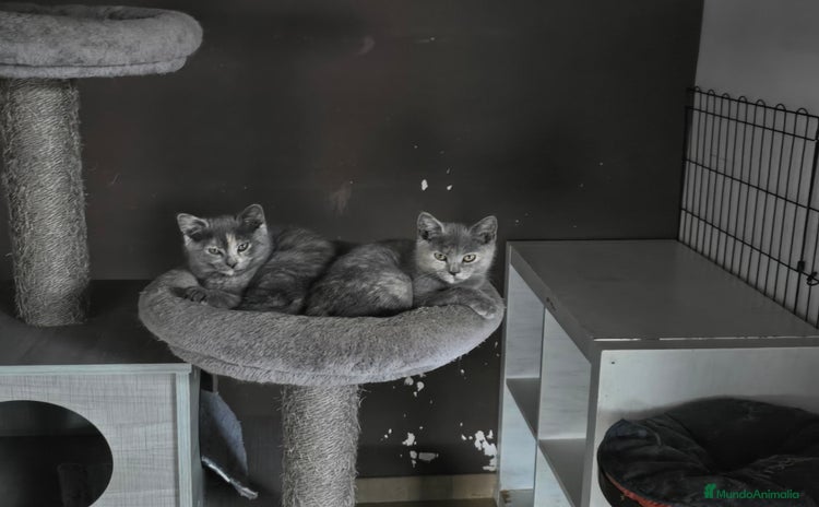 Británico de Pelo Corto gatos - Anuncio 2