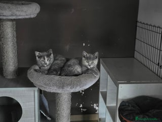 Británico de Pelo Corto gatos - Anuncio 2