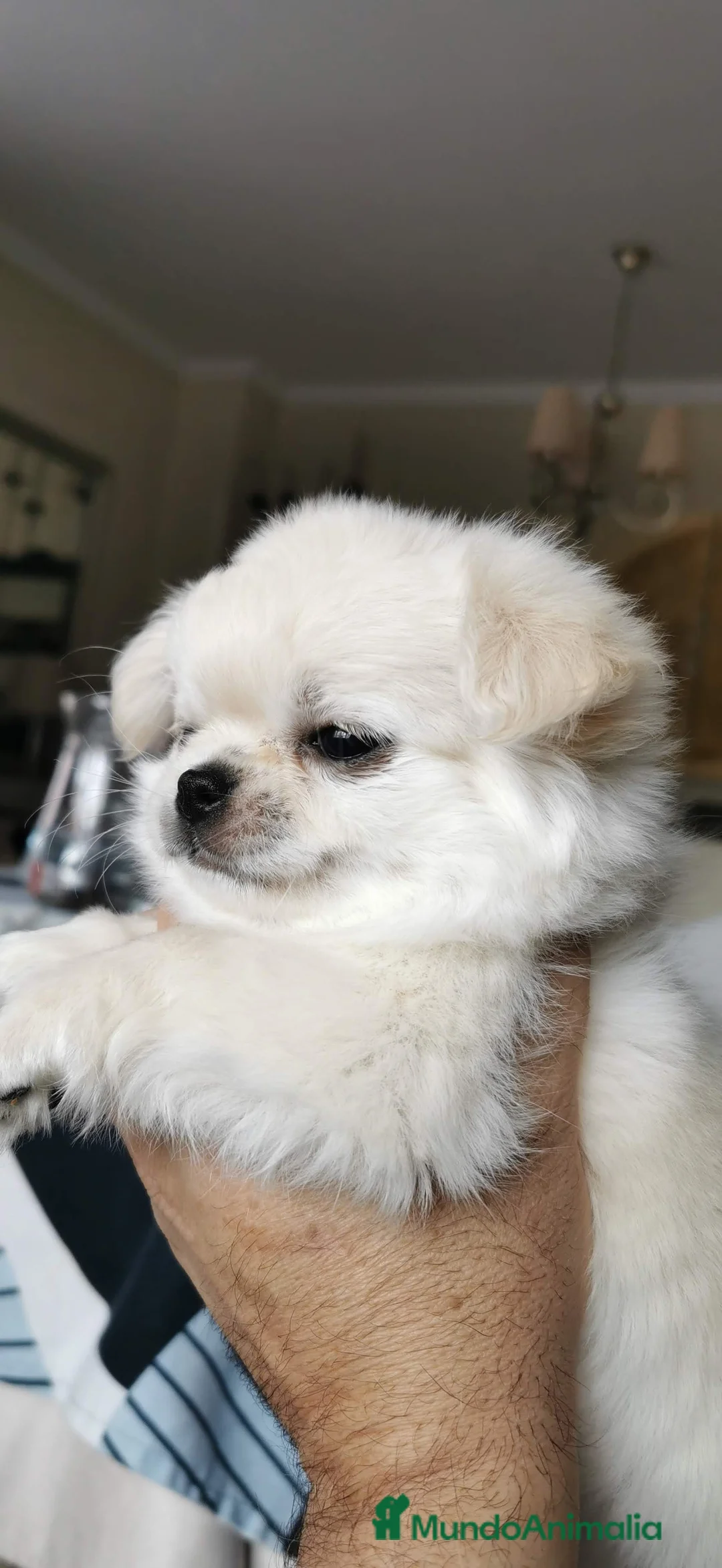 Imagen de galería {{count}}