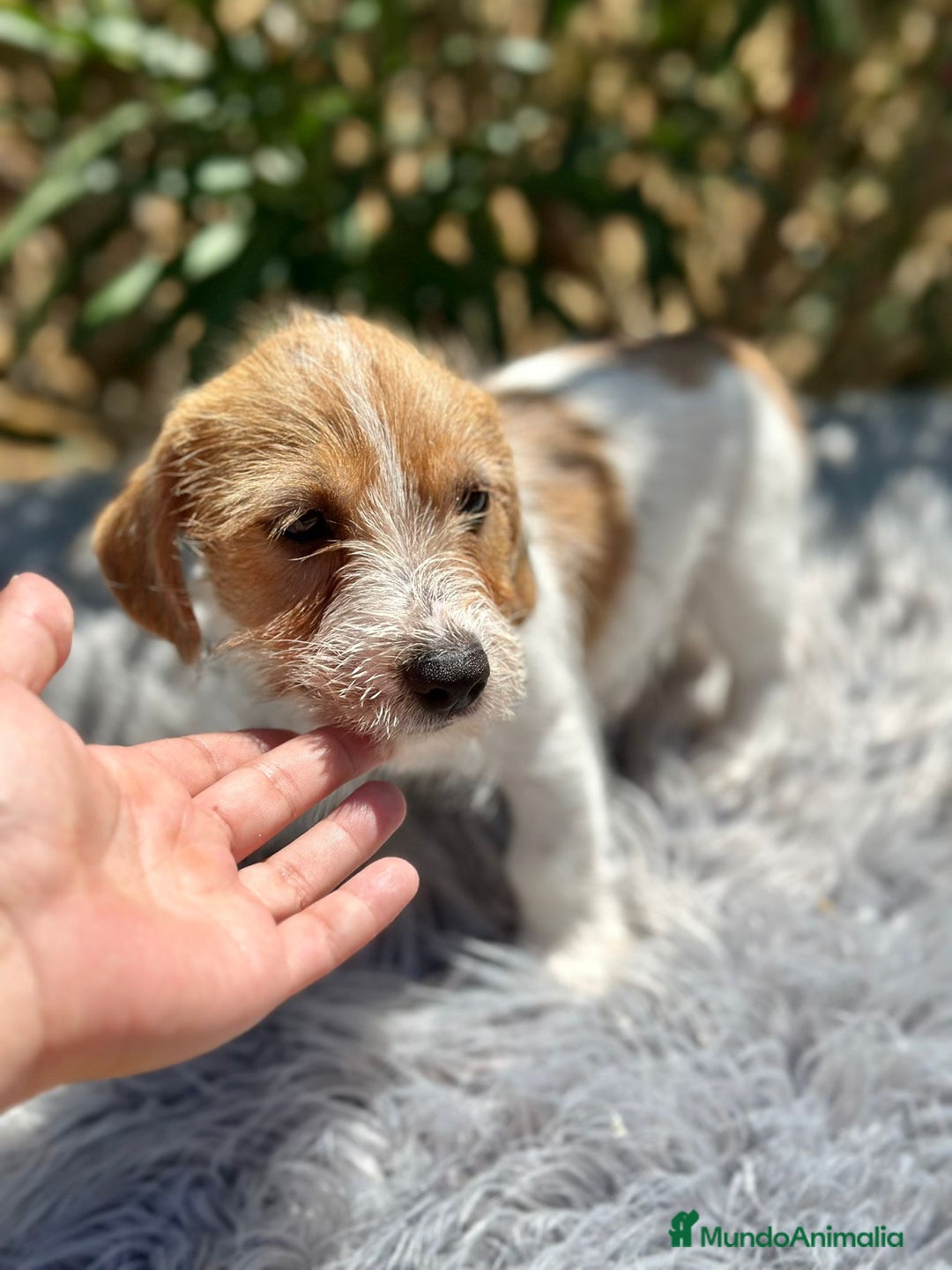 Jack Russell Terrier perros en venta: Jack Russell broken - Imagen 2